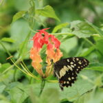 flutterby