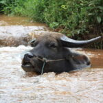 Keeping cool