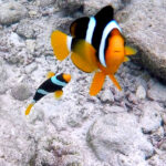 Black and white clown fish