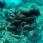 Collare Butterflyfish