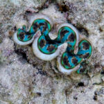 Giant Clam