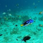 Hippo Tang....Dory!
