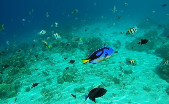 Hippo Tang....Dory!