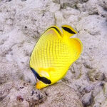 Latticed Butterfly fish