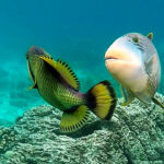 Mating Triggerfish