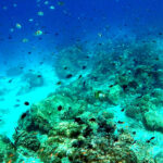 Packed reef