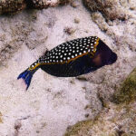 Purple Boxfish