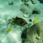 Trigger fish