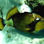 Triggerfish