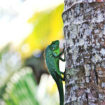 Lizard