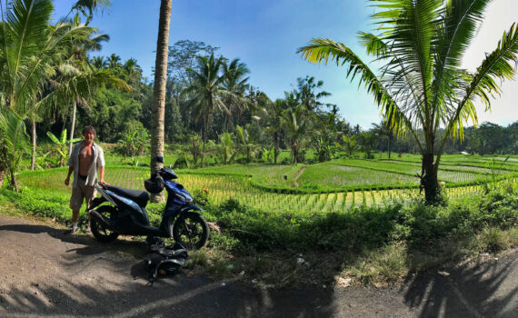 Rice fields Ubud